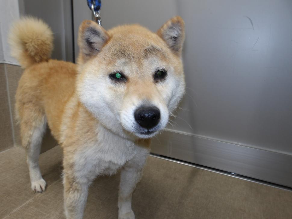 犬の正面からの写真