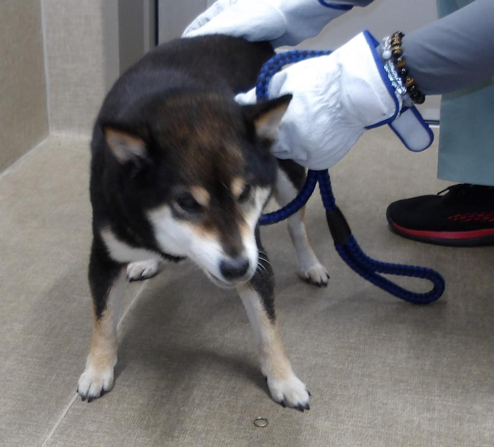 犬の正面からの写真