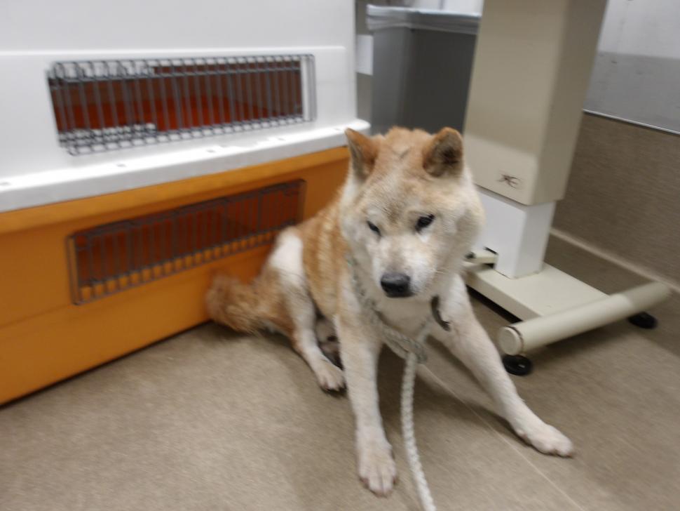 犬の正面からの写真