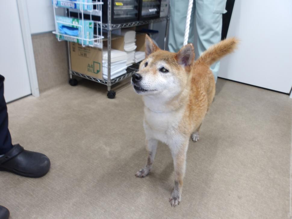 犬の正面からの写真