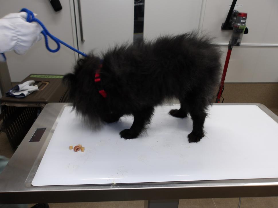 犬の横からの写真