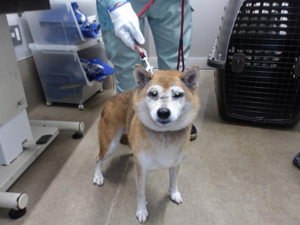 犬の正面からの写真