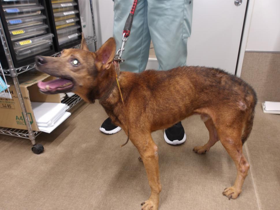 犬の横からの写真