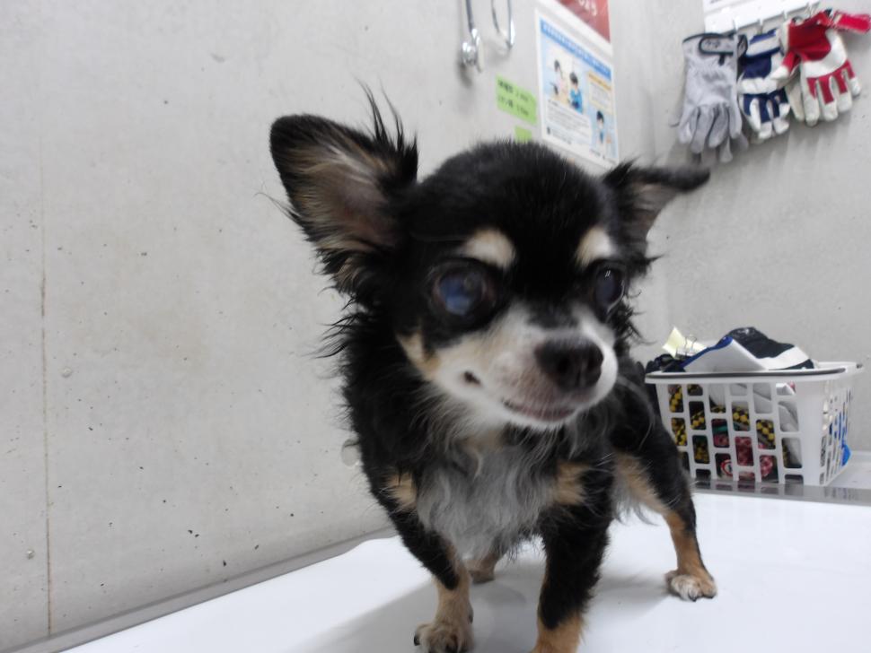 令和7年10月21日に返還したチワワの写真