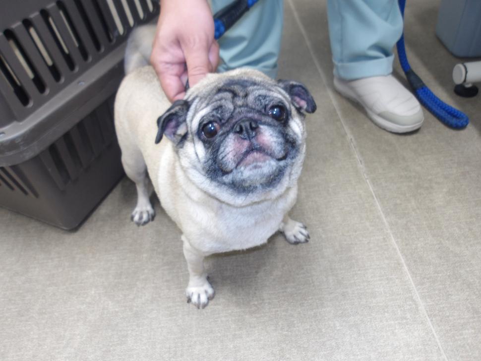 犬の正面からの写真