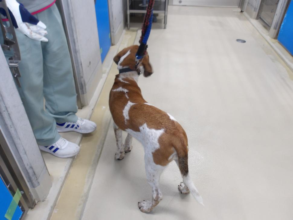 犬の後ろからの写真