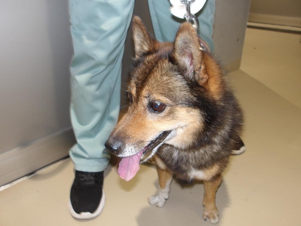 犬の正面からの写真