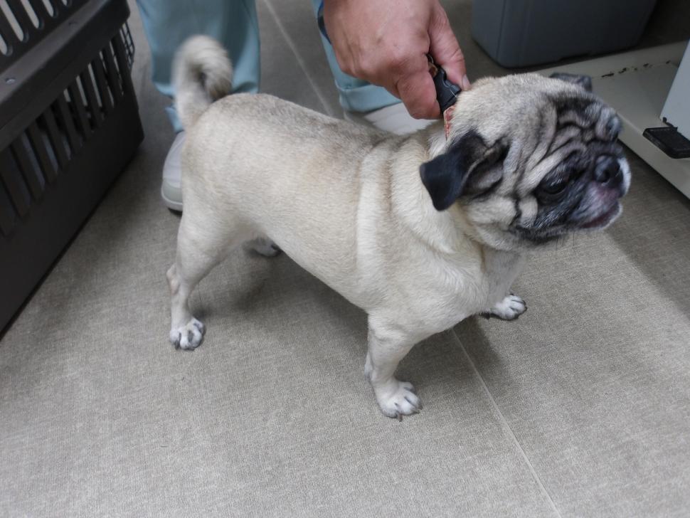 犬の横からの写真