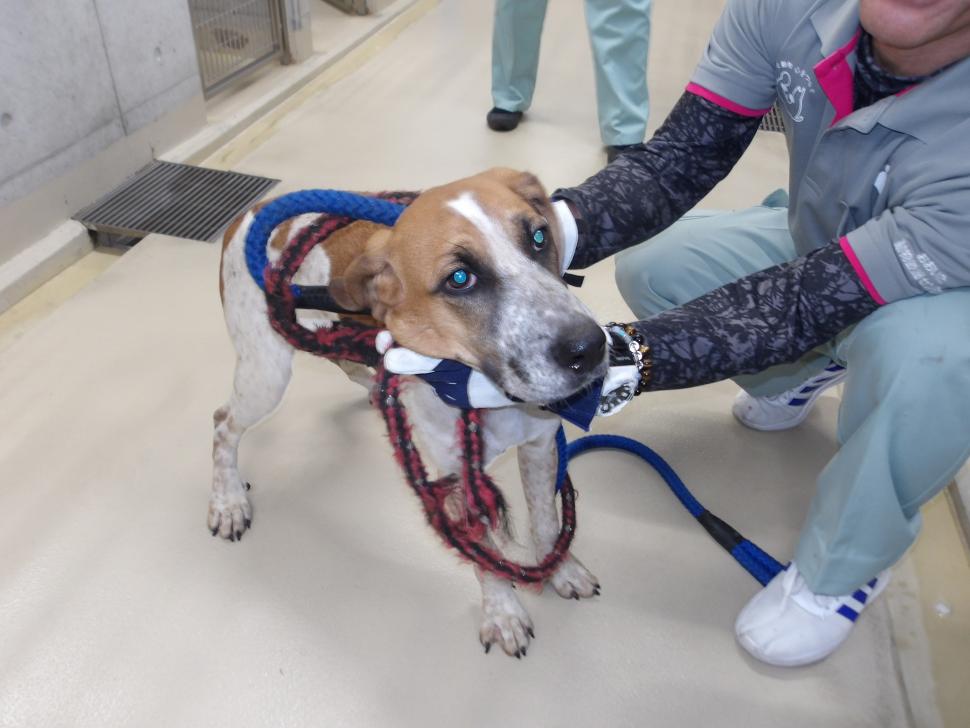 犬の正面からの写真