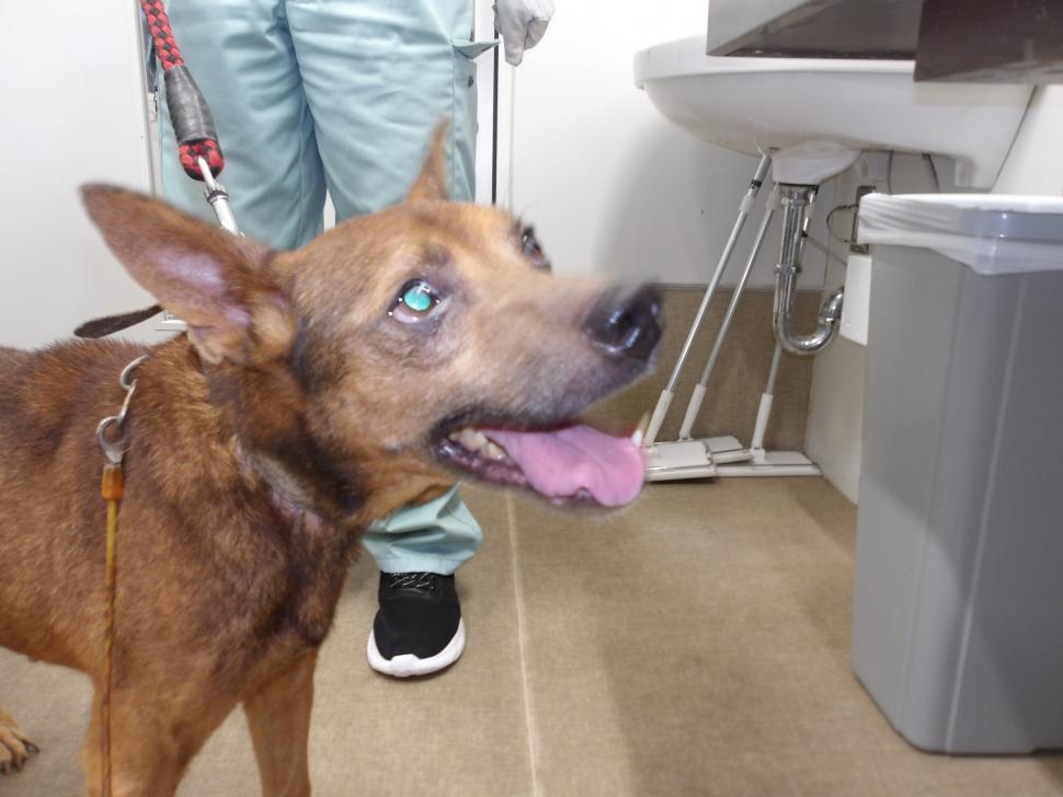 犬の正面からの写真