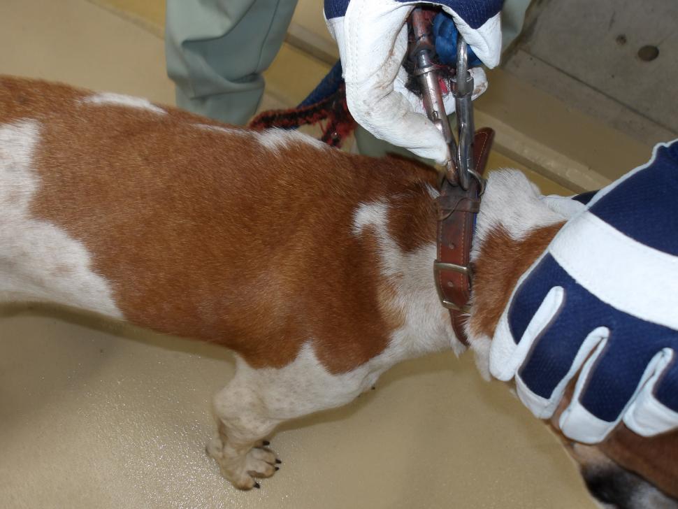 犬の横からの写真