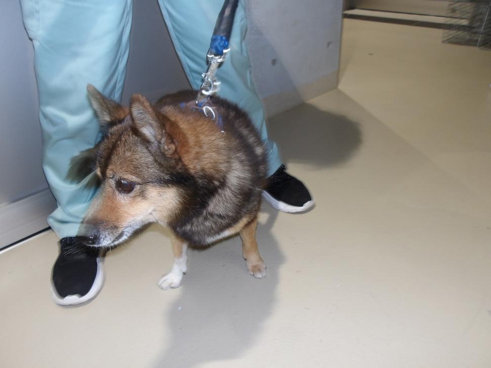 犬の横からの写真