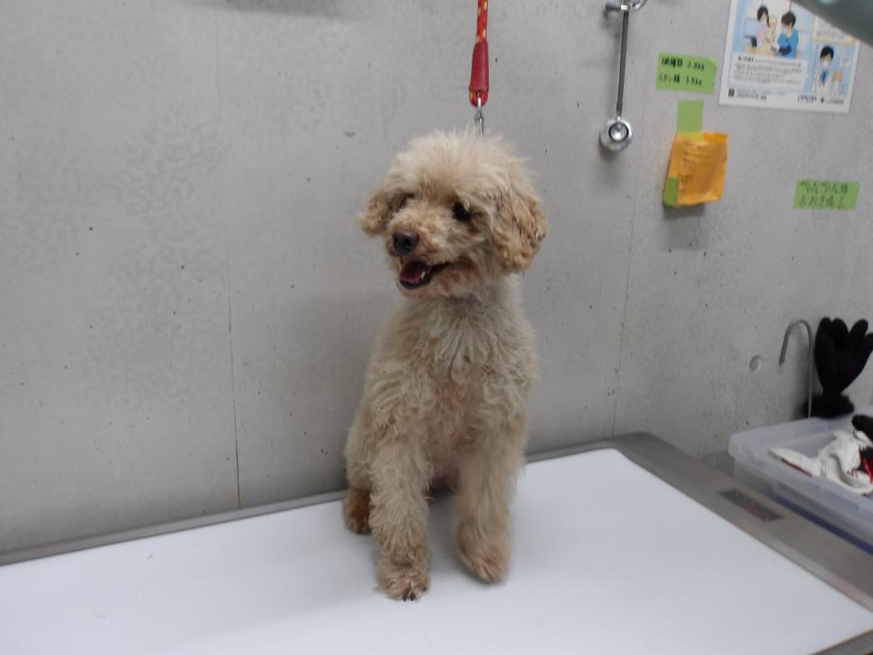 令和7年12月1日に返還された犬の正面の写真