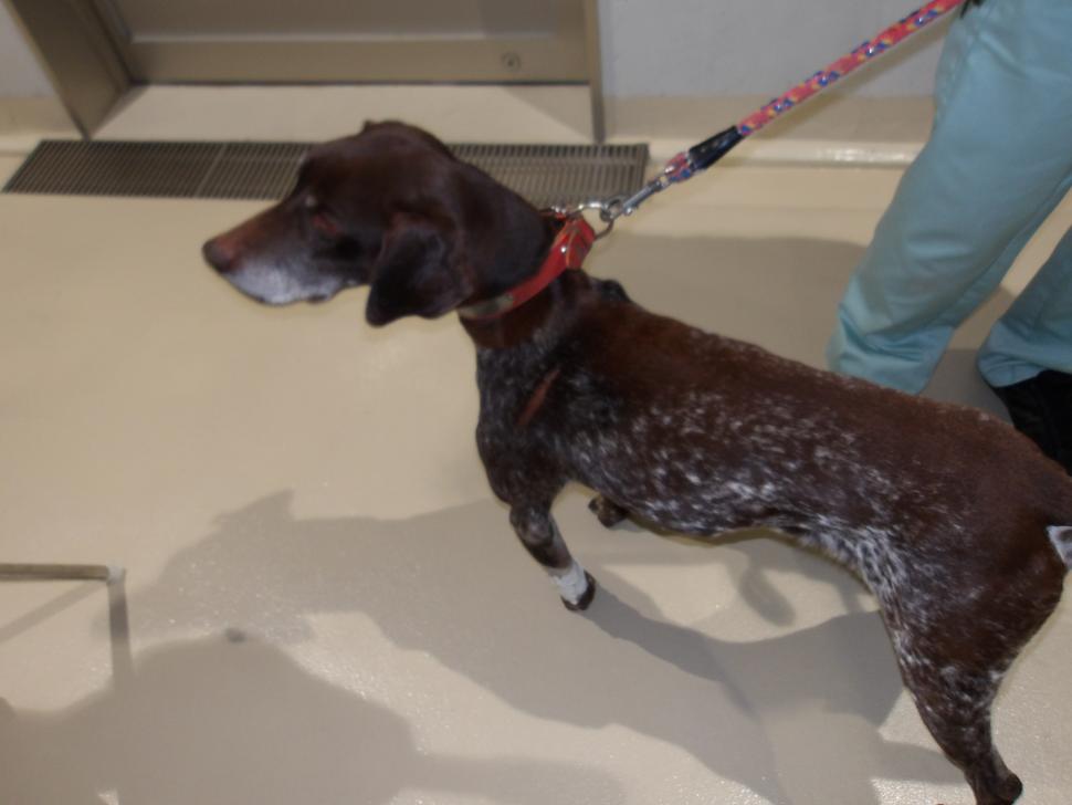 犬の横からの写真