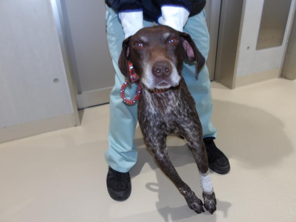 犬の正面からの写真