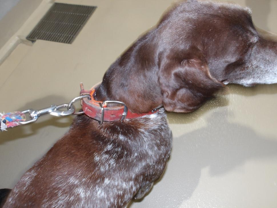 犬の首輪からの写真