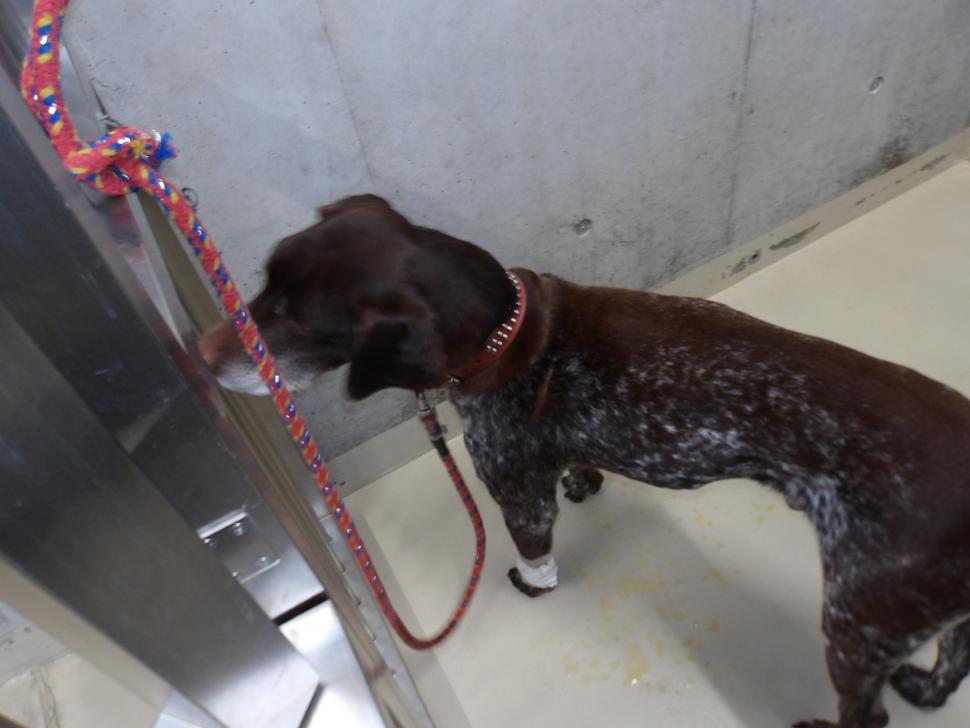 犬のリードの写真