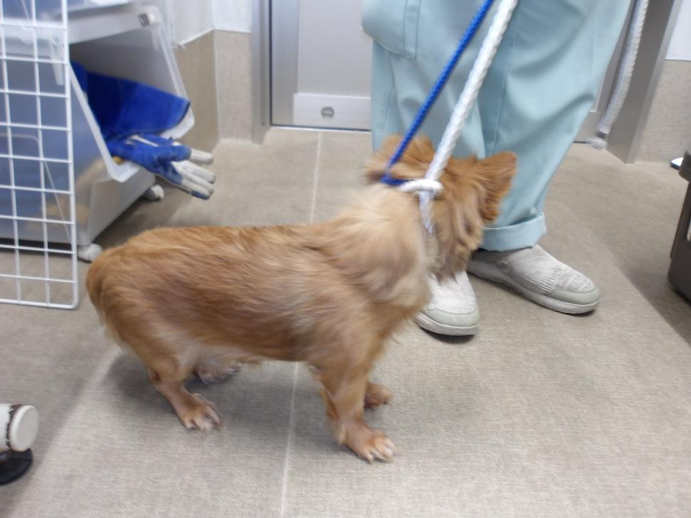 犬の横からの写真