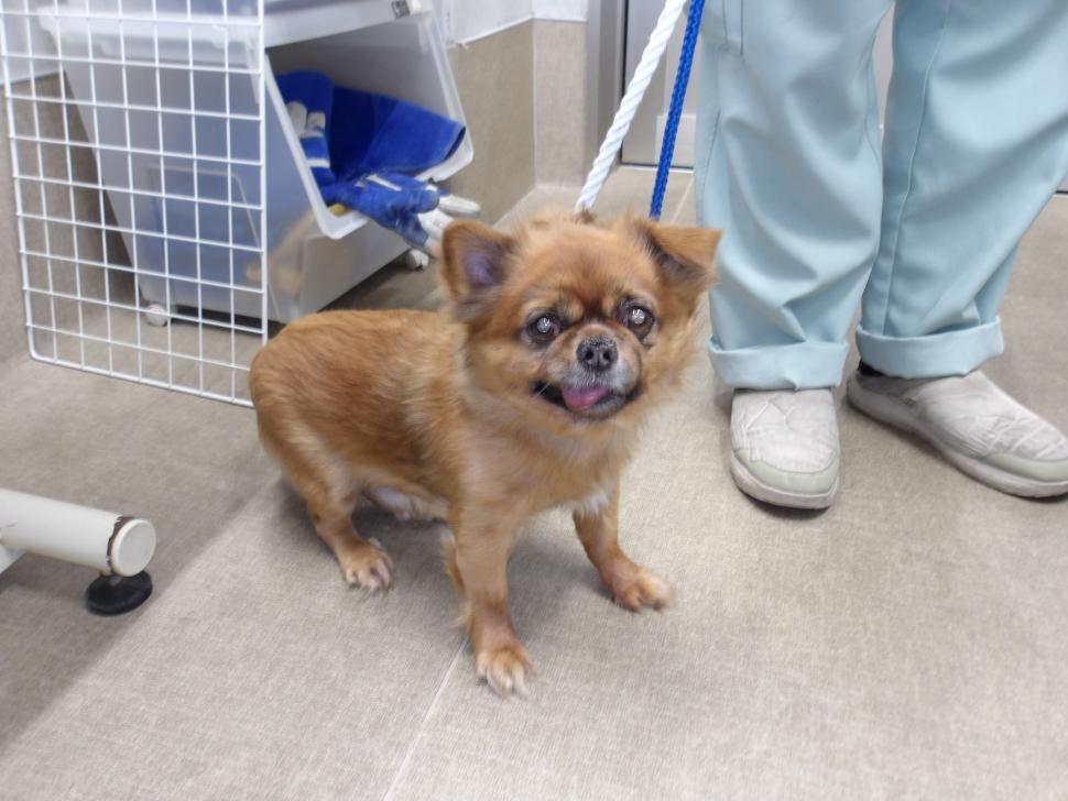 犬の正面からの写真