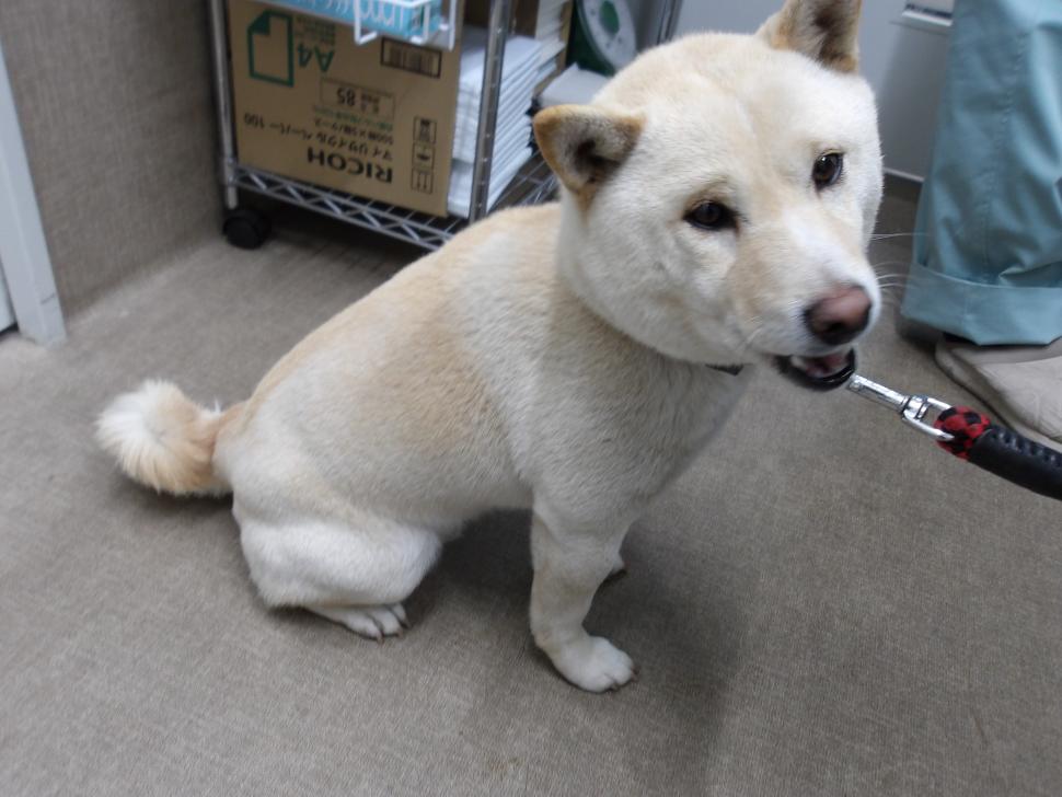 令和8年1月26日に返還した柴犬の写真