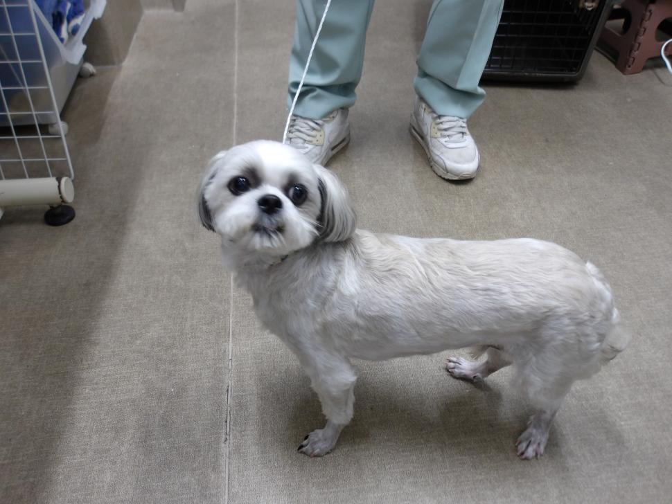 犬の横からの写真