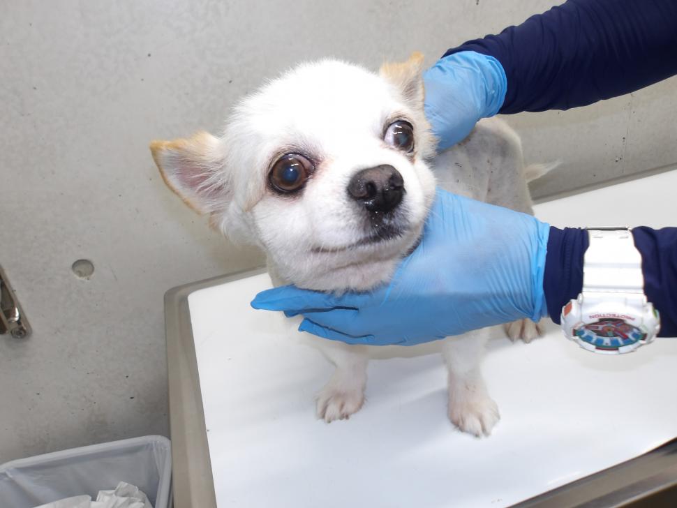 犬の正面からの写真