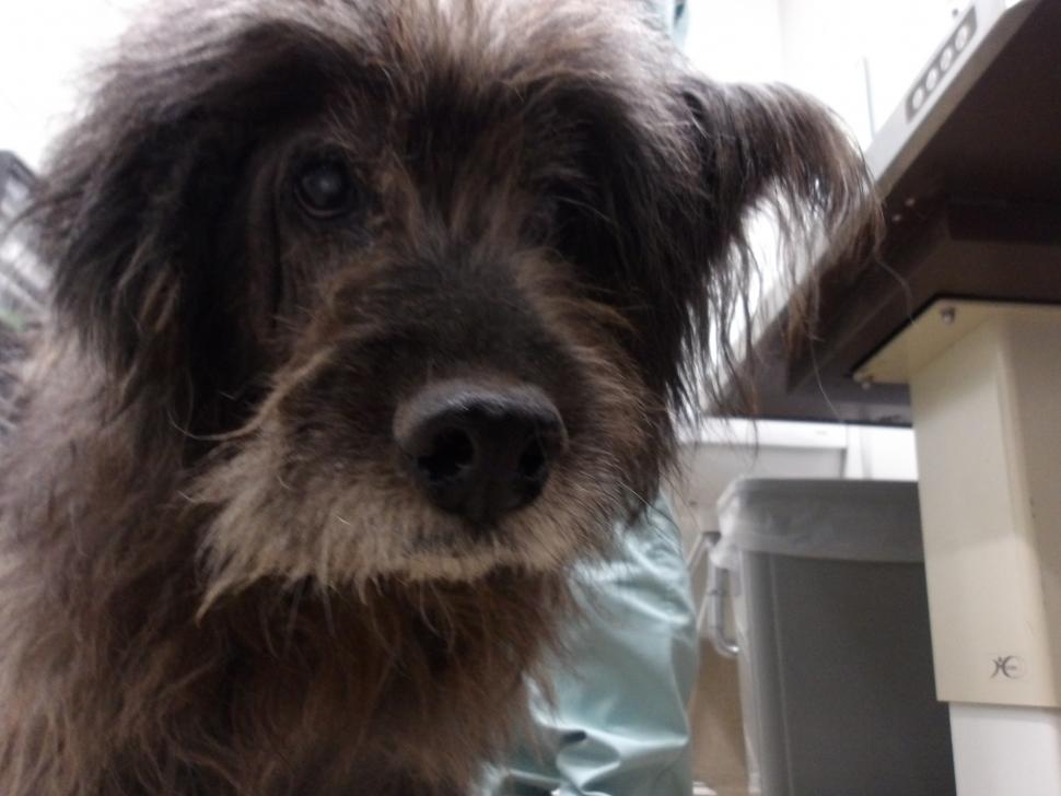 犬の正面からの写真
