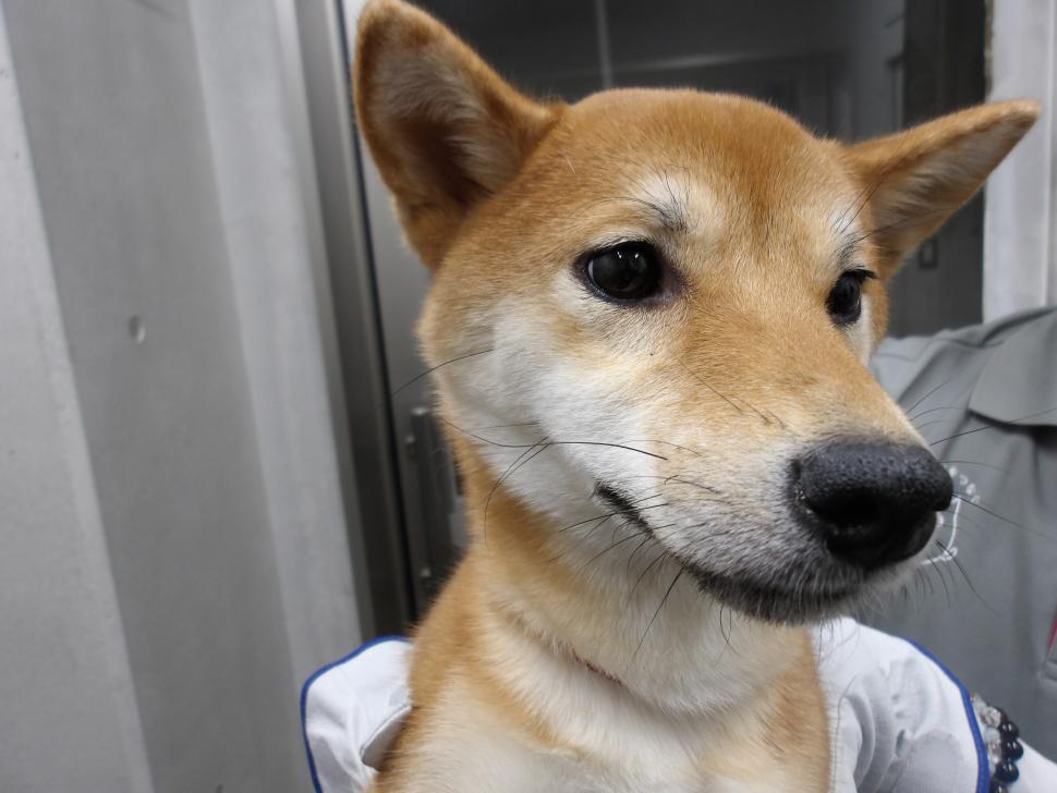 令和7年2月3日に返還した柴雑種の写真