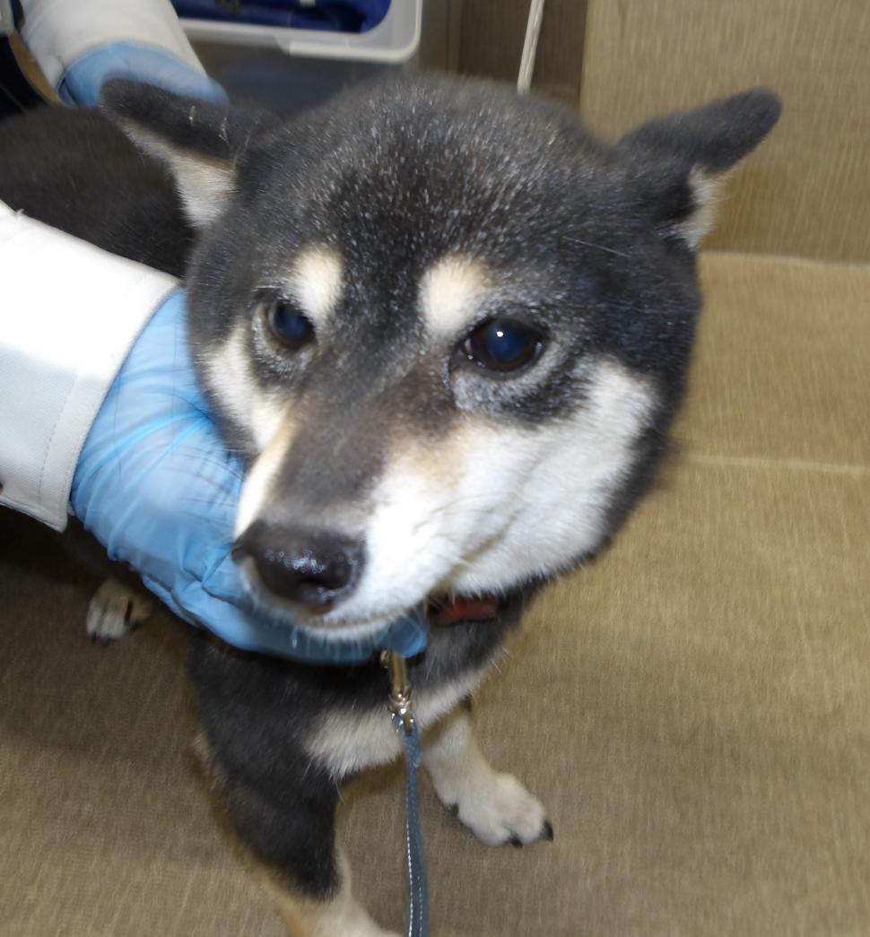 犬の正面からの写真