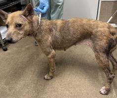 犬の正面からの写真