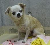 Chihuahua1
