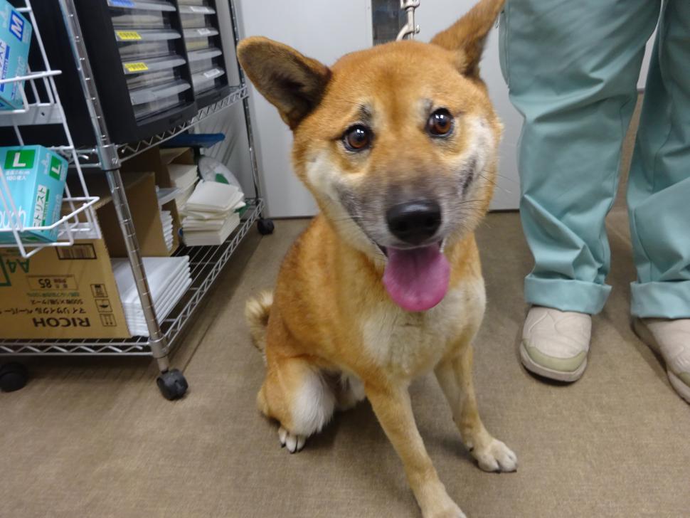 令和7年12月5日に返還された犬の写真