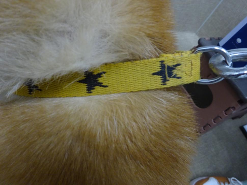 犬の首輪の写真