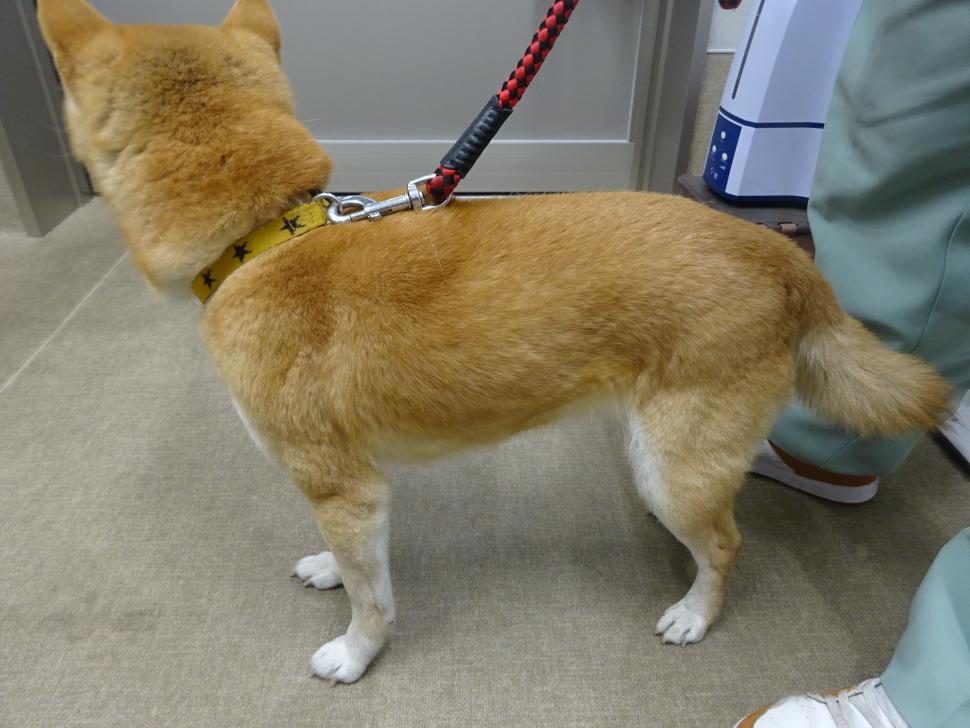 犬の横からの写真