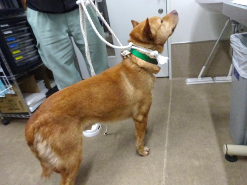 犬の横からの写真