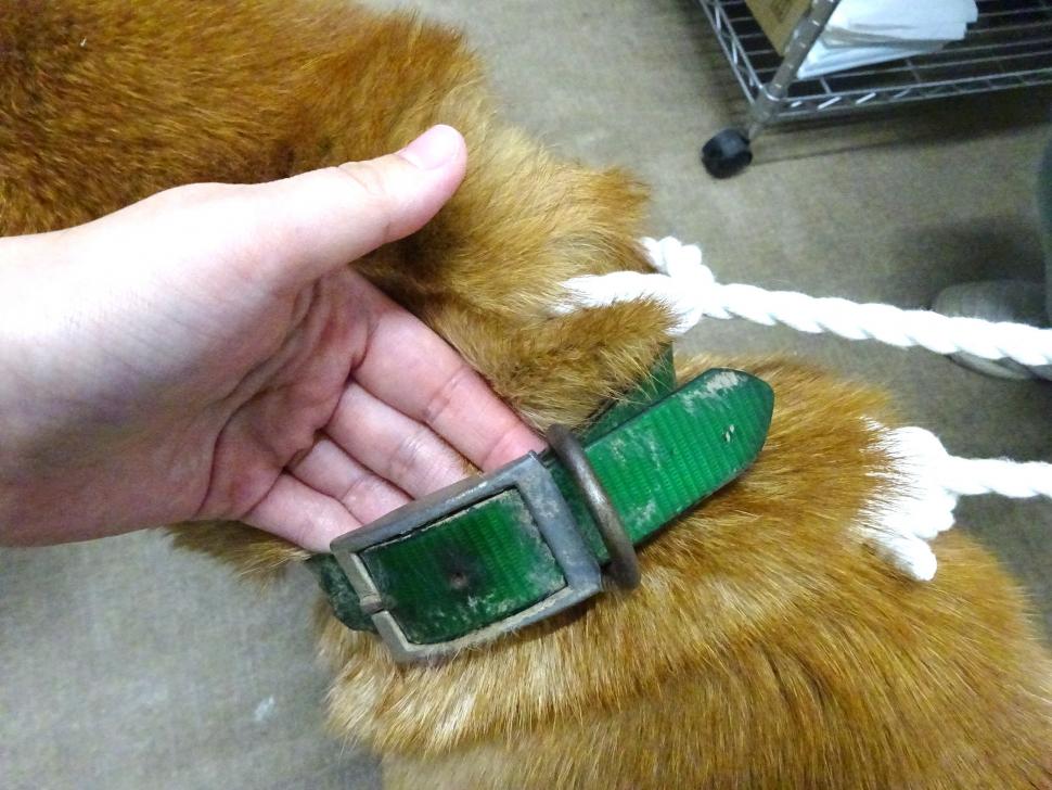 犬の首輪の写真