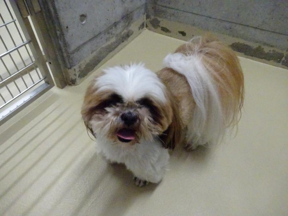 犬の正面からの写真