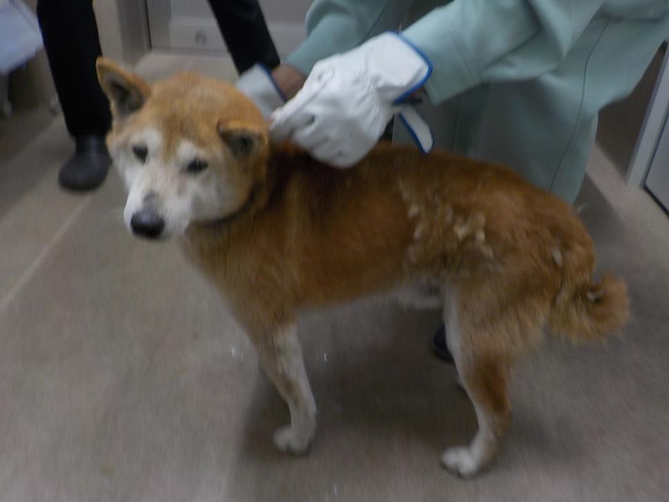 1月23日に返還された森で保護された犬の写真