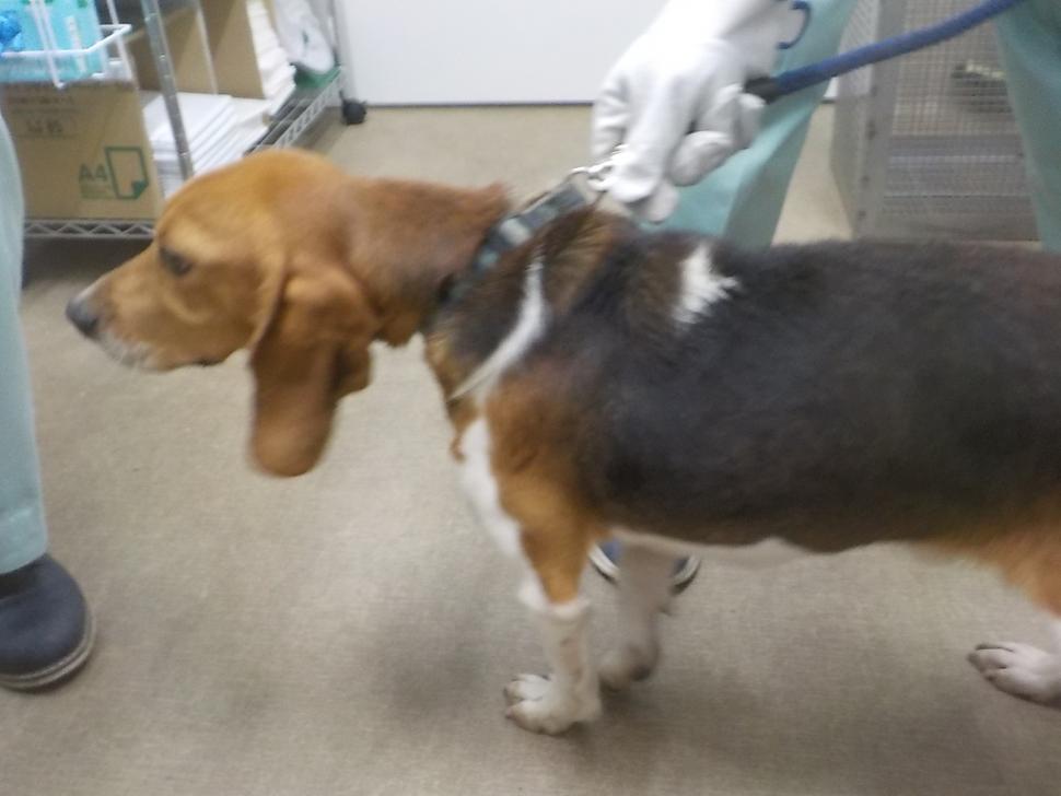 犬の横からの写真