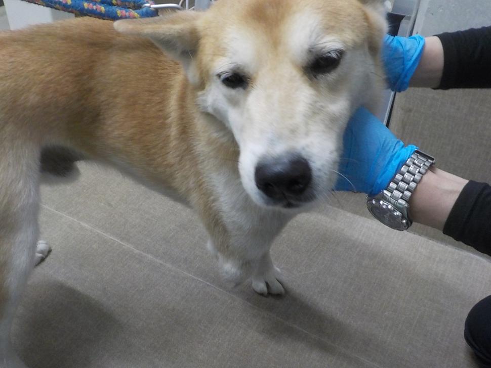 犬の正面からの写真