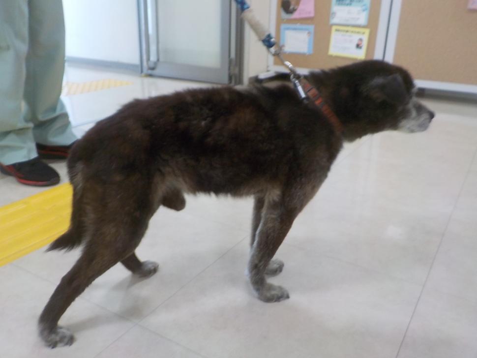 犬の横からの写真