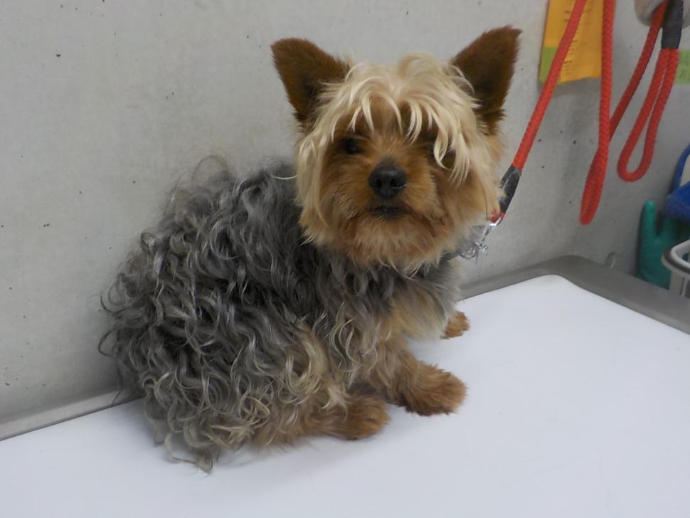 犬の正面からの写真