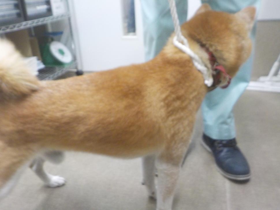 犬の横からの写真