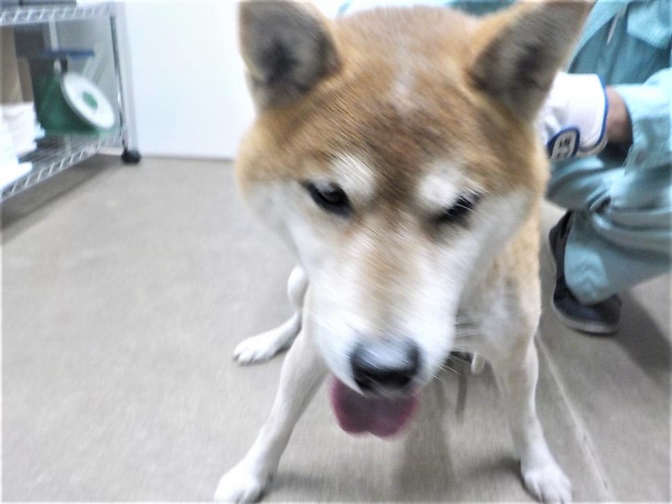 犬の正面からの写真