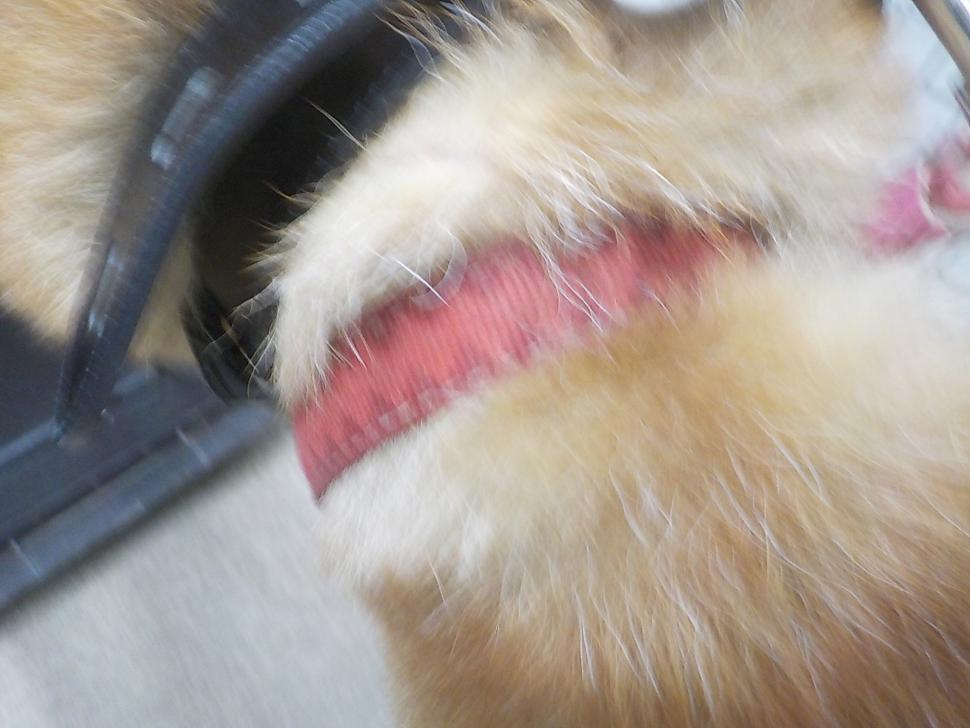 犬の首輪の写真