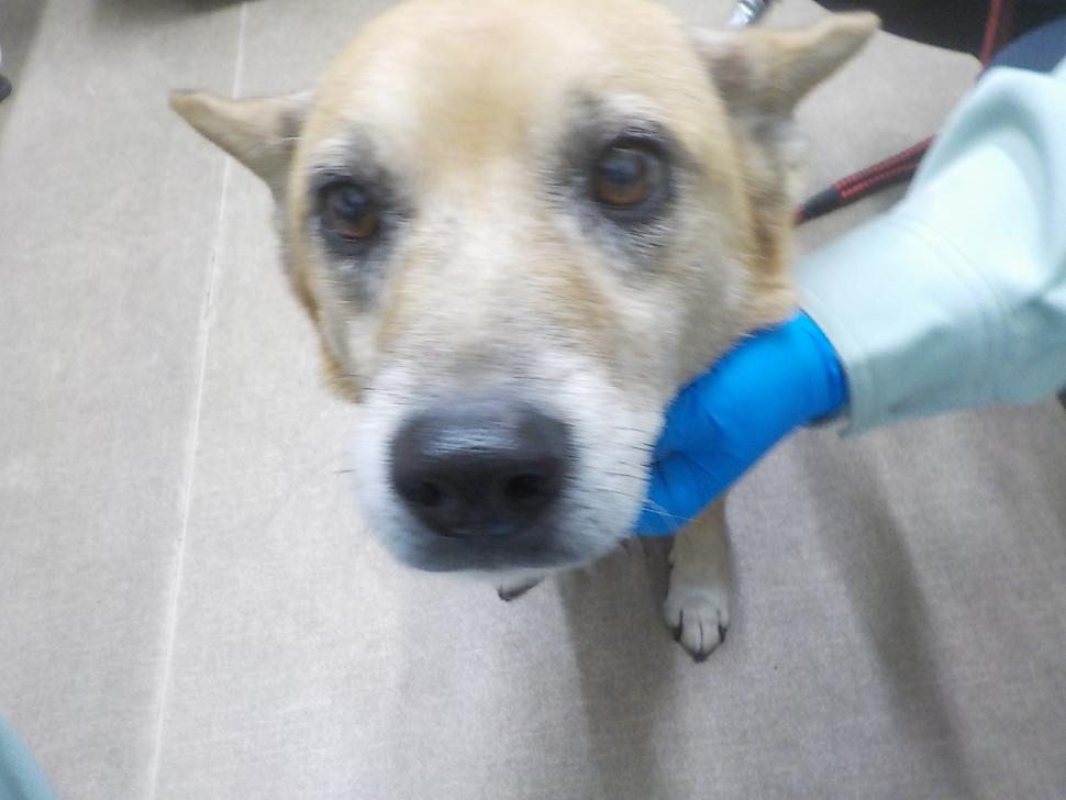 令和7年12月4日に返還された犬の写真