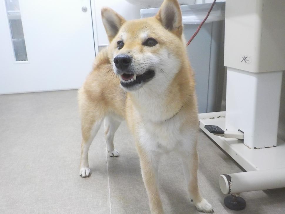 犬の正面からの写真