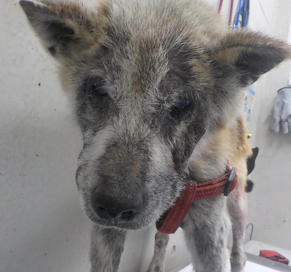 犬の正面からの写真