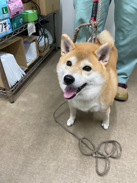 犬の正面からの写真