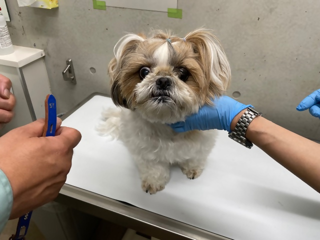 犬の正面からの写真